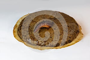 Earthworm with coffee pad