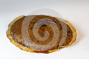 Earthworm with coffee pad