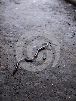 Earthworm Crawling on The Ground