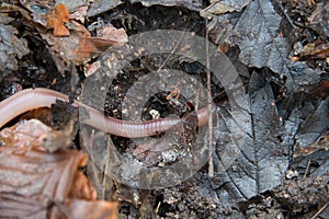 Earthworm