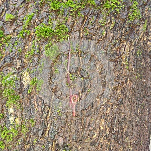 An earthworm crawling on a tree trunk, mumbai