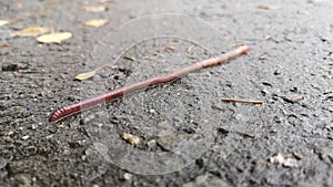 An earthworm creeps along an asphalt road