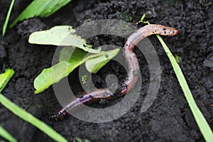 Earthworm in damp soil