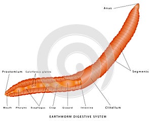 Earthworm Digestive System