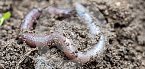 Earthworm digs through the earth in the garden