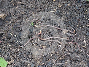 Earthworm Earthworms crawling on the ground can move through soil underground move longer distances on top of the soil, Annelida,