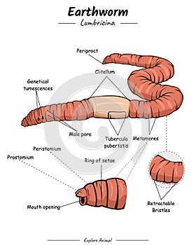Earthworm External anatomy