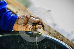 Earthworm farm is turning the organic kitchen waste into nutrient-rich fertilizer. Worm farming (vermiculture) is done by gardener