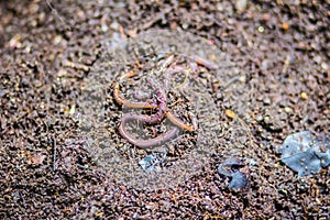 Earthworm farm is turning the organic kitchen waste into nutrient-rich fertilizer. Worm farming (vermiculture) is done by gardener