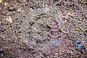 Earthworm farm is turning the organic kitchen waste into nutrient-rich fertilizer. Worm farming (vermiculture) is done by gardener