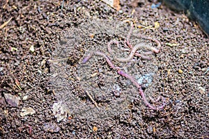 Earthworm farm is turning the organic kitchen waste into nutrient-rich fertilizer. Worm farming (vermiculture) is done by gardener