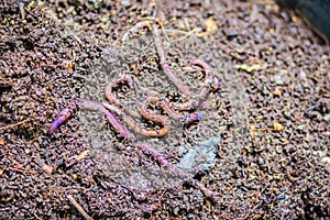 Earthworm farm is turning the organic kitchen waste into nutrient-rich fertilizer. Worm farming (vermiculture) is done by gardener