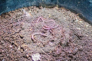 Earthworm farm is turning the organic kitchen waste into nutrient-rich fertilizer. Worm farming (vermiculture) is done by gardener