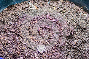 Earthworm farm is turning the organic kitchen waste into nutrient-rich fertilizer. Worm farming (vermiculture) is done by gardener