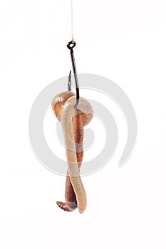 Earthworm on Fishing Hook