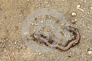 Earthworm on the Ground
