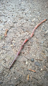 Earthworm on the ground