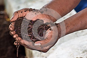 Earthworm and healthier soil that suitable for planting