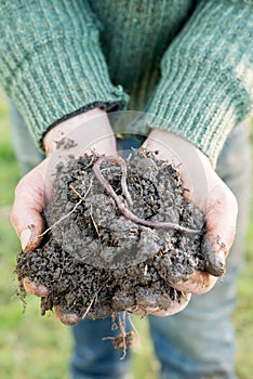 Earthworm on a Heap of Compost on Hands