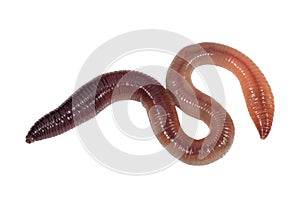 Earthworm isolated on a white