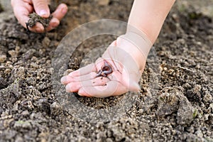 An earthworm in kid`s hands on spring in the garden.