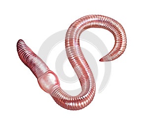 Earthworm Lumbricina, realistic drawing