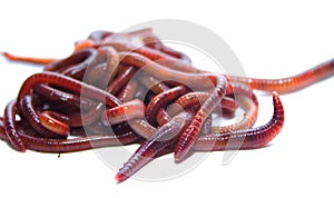 earthworm, lumbricus, isolated on white, focus on foreground, white, cut