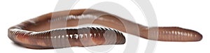 Earthworm, Lumbricus terrestris