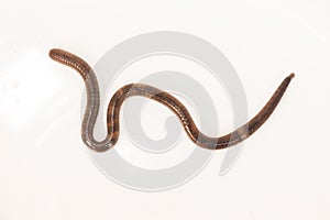Earthworm