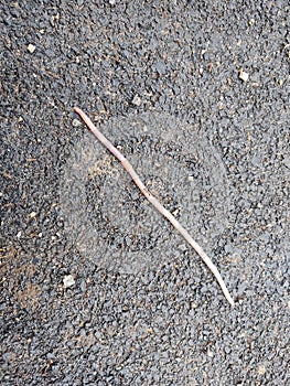 Earthworm on the road during rainy day.