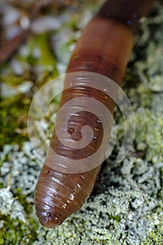 Earthworm Macro Closeup