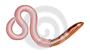 General earthworm anatomy