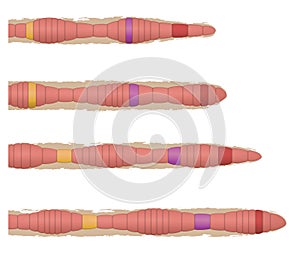 Earthworm movement locomotion