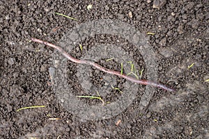 Earthworm moving on the fertile soil of the greenhouse. Garden compost and worms recycle plant waste into a rich soil improver and
