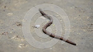 Earthworm moving on ground