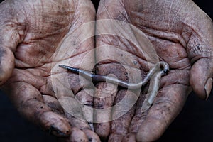 Earthworm on muddy soil hands of a labourer worker close up