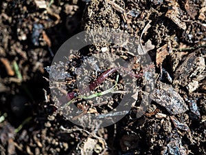 Earthworm on a permaculture fertile soil with shredded wood photo