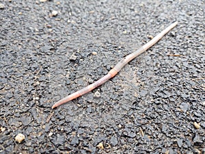 Earthworm on the road during rainy day.