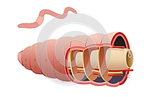 Earthworm septum is a membrane that is flexible enough to allow for contraction of the internal muscles