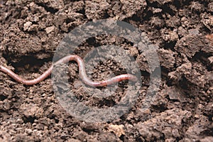 An earthworm on a soil. Earthworm and healthier soil