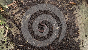 Earthworm in the soil of garden .
