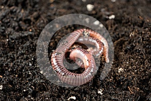 Earthworm Texture and Segments in Close-Up