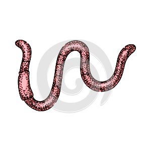 earthworm worm sketch hand drawn vector