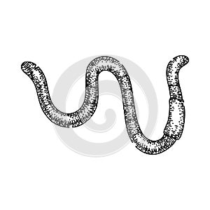 earthworm worm sketch hand drawn vector