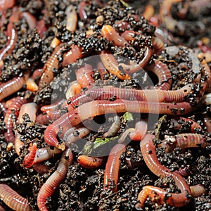 Earthworms