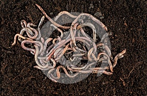 Earthworms in black soil as background, top view. Garden compost and worms