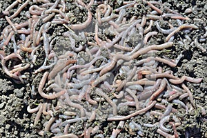 Earthworms 4