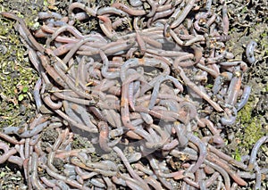 Earthworms 6