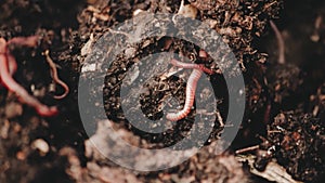 Earthworms in composter.