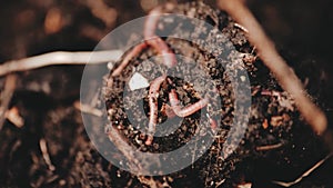 Earthworms in composter.